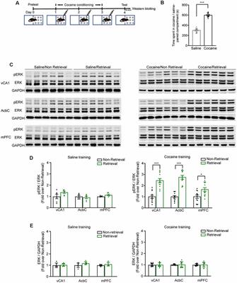 The Projection From Ventral CA1, Not Prefrontal Cortex, to Nucleus Accumbens Core Mediates Recent Memory Retrieval of Cocaine-Conditioned Place Preference